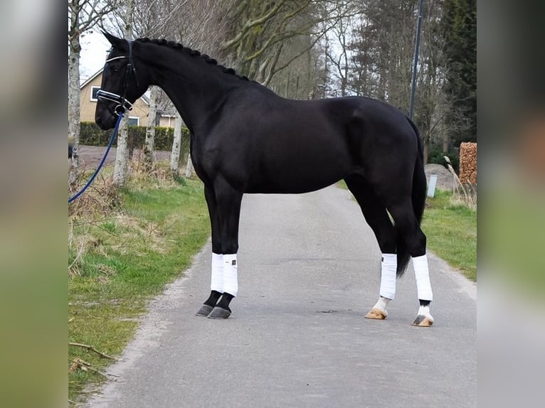 KWPN Wałach 4 lat 169 cm Kara in Prinsenbeek