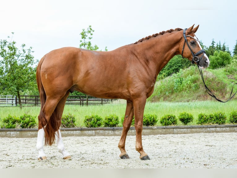 KWPN Wałach 4 lat 169 cm Kasztanowata in Sassenberg