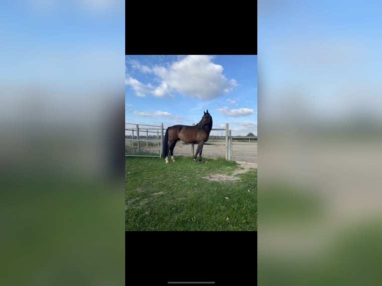 KWPN Wałach 4 lat 170 cm Ciemnogniada in Spaubeek