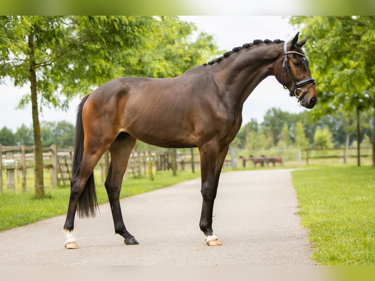 KWPN Wałach 4 lat 170 cm Ciemnogniada in Almere