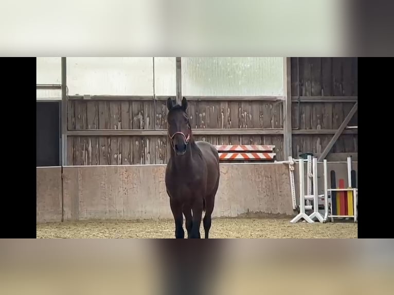 KWPN Wałach 4 lat 170 cm Gniada in Königsbach-Stein
