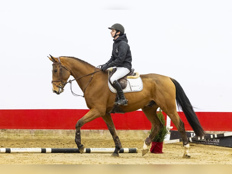 KWPN Wałach 4 lat 170 cm Gniada in Waddinxveen