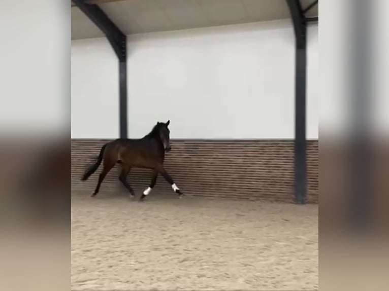 KWPN Wałach 4 lat 170 cm Gniada in Loipersbach im Burgenland