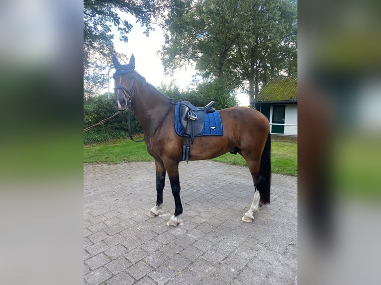 KWPN Wałach 4 lat 170 cm Gniada in Oosterhesselen