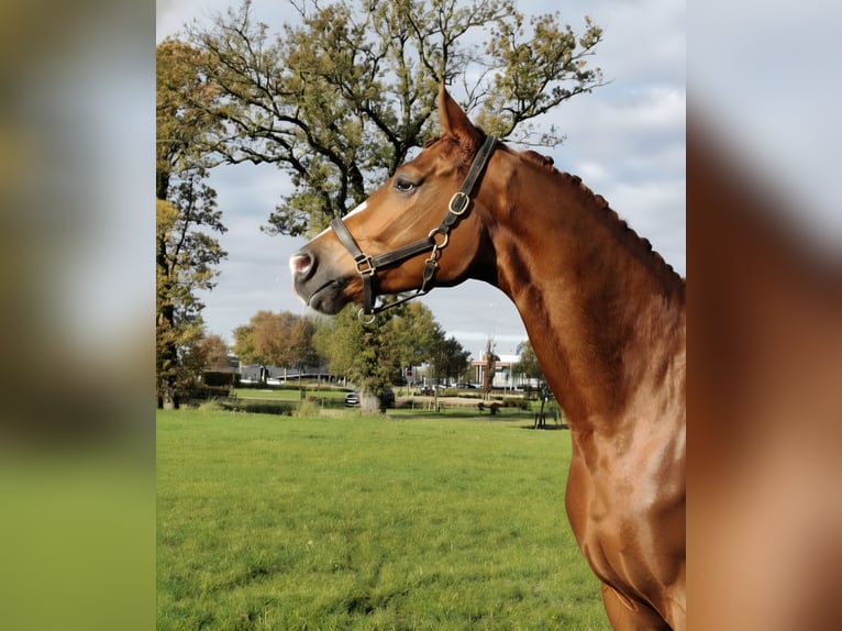 KWPN Wałach 4 lat 170 cm Kasztanowata in Lommel