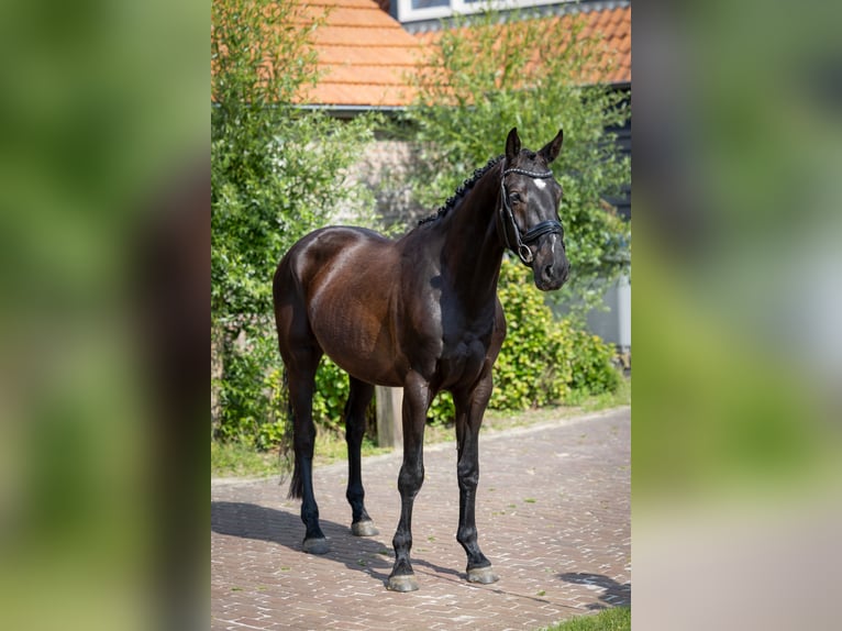 KWPN Wałach 4 lat 170 cm Skarogniada in Hooge Mierde