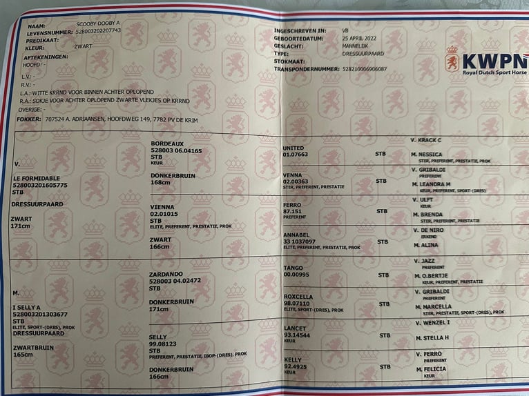 KWPN Wałach 4 lat 171 cm Kara in Kecskemét