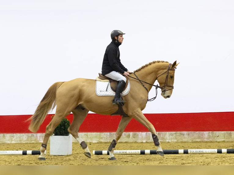 KWPN Wałach 4 lat 171 cm  in Waddinxveen