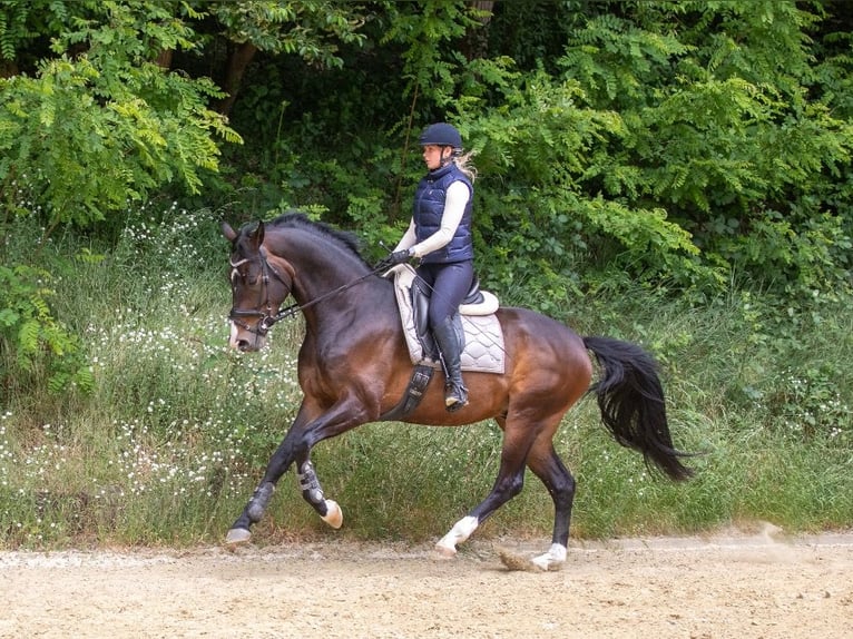 KWPN Wałach 4 lat 172 cm Ciemnogniada in Loerbeek