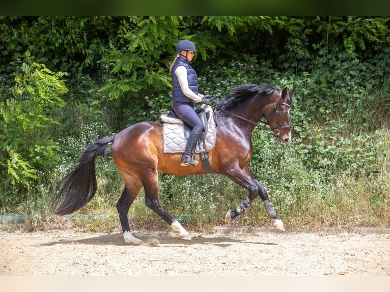 KWPN Wałach 4 lat 172 cm Ciemnogniada in Loerbeek