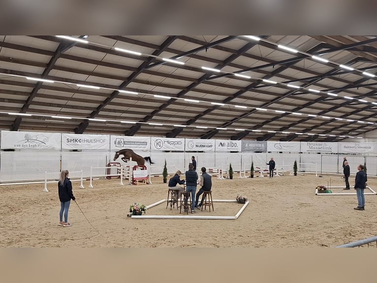 KWPN Wałach 4 lat 172 cm Gniada in Ambt Delden