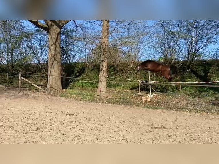 KWPN Wałach 4 lat 172 cm Gniada in Ambt Delden