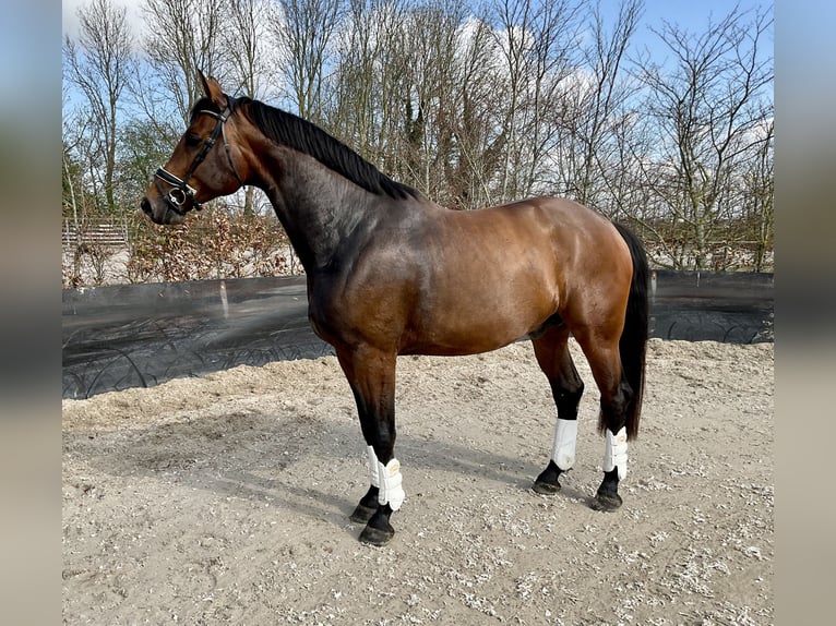 KWPN Wałach 4 lat 172 cm Gniada in OpmeerOpmeer