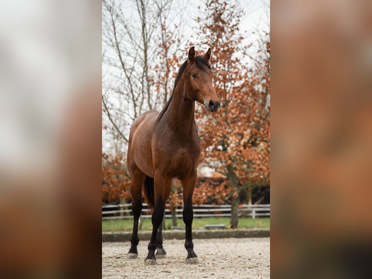 KWPN Wałach 4 lat 172 cm Gniada in OpmeerOpmeer