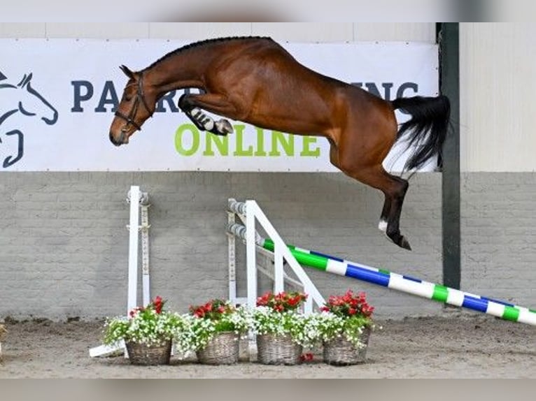 KWPN Wałach 4 lat 172 cm in Heerde