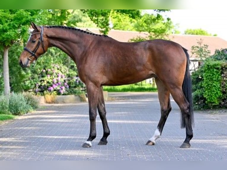 KWPN Wałach 4 lat 172 cm in Heerde