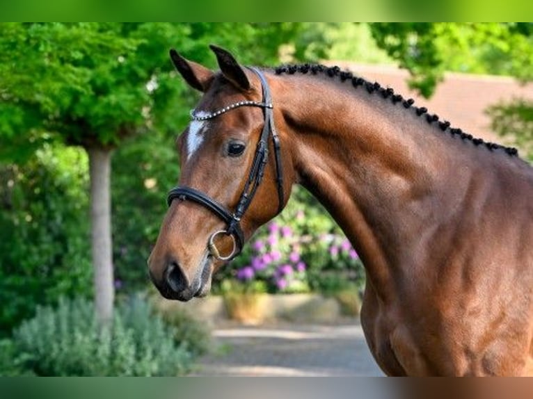 KWPN Wałach 4 lat 172 cm in Heerde