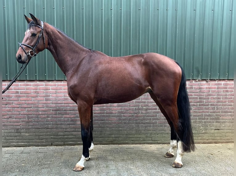 KWPN Wałach 4 lat 173 cm Gniada in Messel
