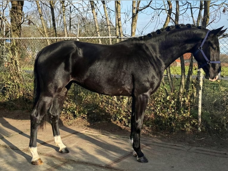 KWPN Wałach 4 lat 173 cm Kara in Ujszász