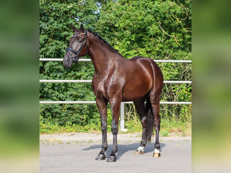KWPN Wałach 4 lat 173 cm Kara in Lienen