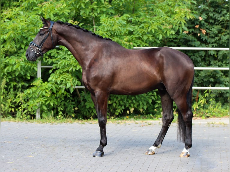 KWPN Wałach 4 lat 173 cm Kara in Lienen