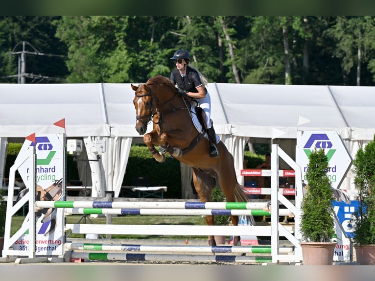KWPN Wałach 4 lat 173 cm Kasztanowata in Noville