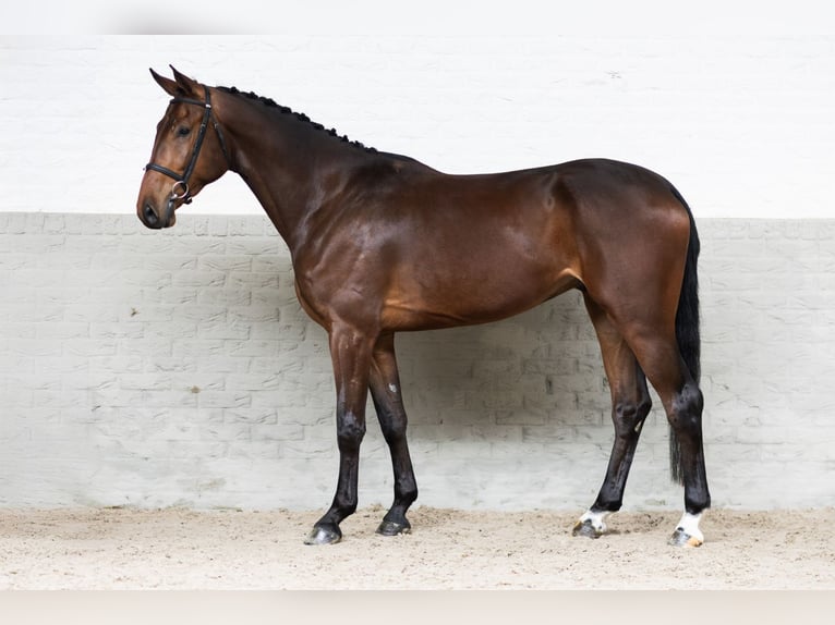 KWPN Wałach 4 lat 174 cm  in WK Heerde