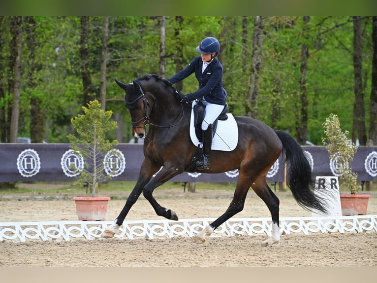 KWPN Wałach 4 lat 175 cm Ciemnogniada in Mérignies