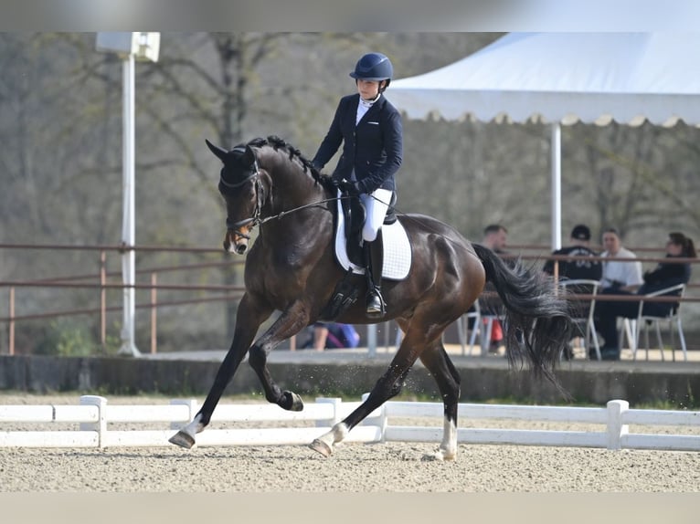 KWPN Wałach 4 lat 175 cm Ciemnogniada in Mérignies