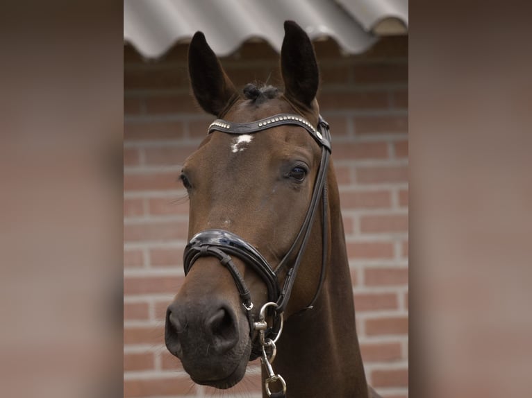 KWPN Wałach 4 lat 175 cm Ciemnogniada in Nistelrode