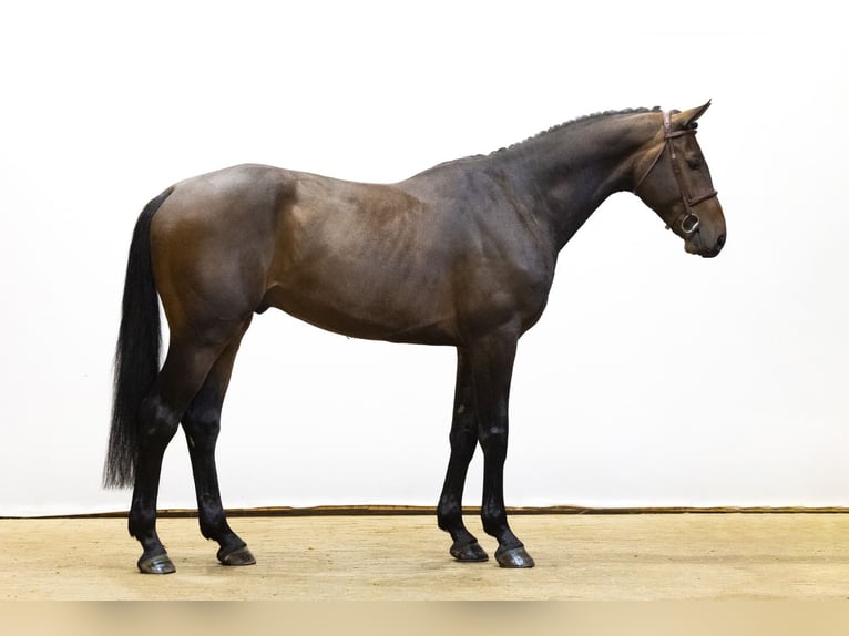 KWPN Wałach 4 lat 176 cm Ciemnogniada in Waddinxveen