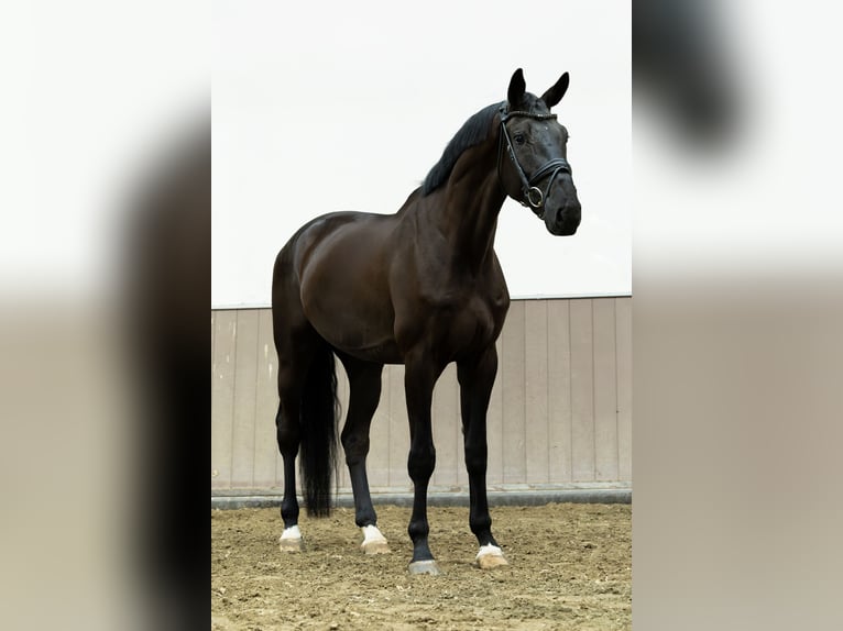 KWPN Wałach 4 lat 178 cm Kara in Maren-Kessel