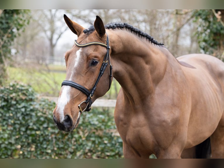 KWPN Wałach 4 lat 179 cm  in Heerde