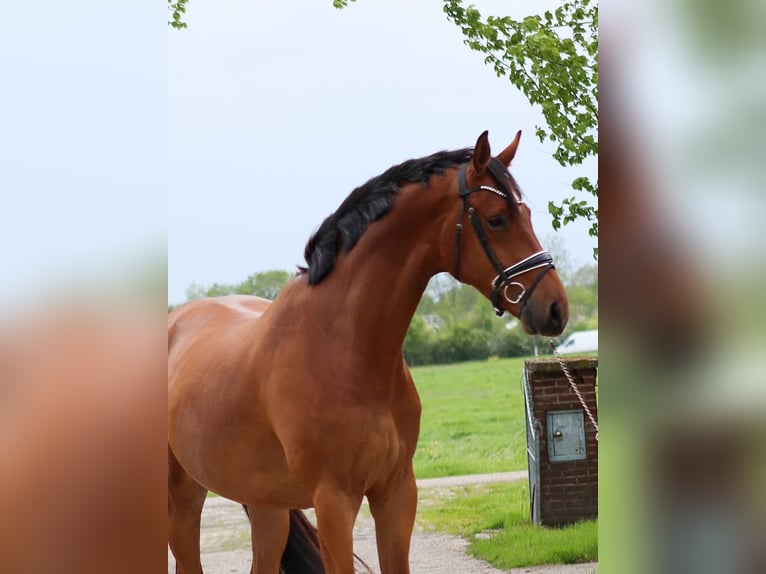 KWPN Wałach 4 lat 180 cm Gniada in Wâlterswâld