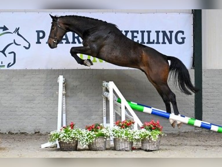 KWPN Wałach 4 lat Gniada in WK HEERDE