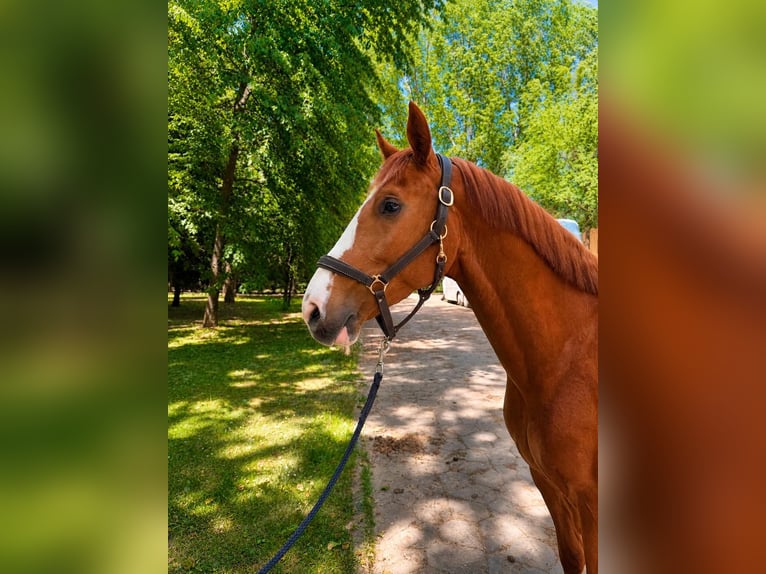 KWPN Wałach 5 lat 160 cm Kasztanowata in Segovia