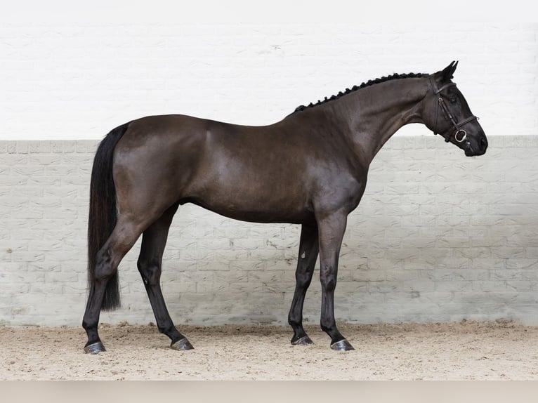 KWPN Wałach 5 lat 160 cm  in WK Heerde