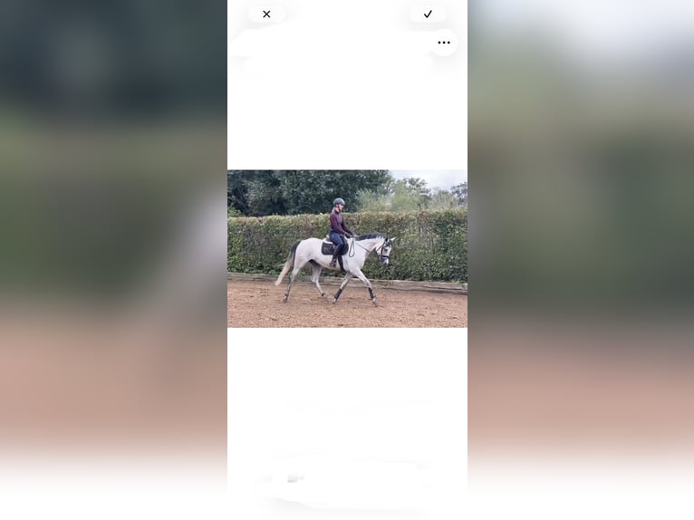 KWPN Wałach 5 lat 162 cm Siwa in Nienburg (Weser)