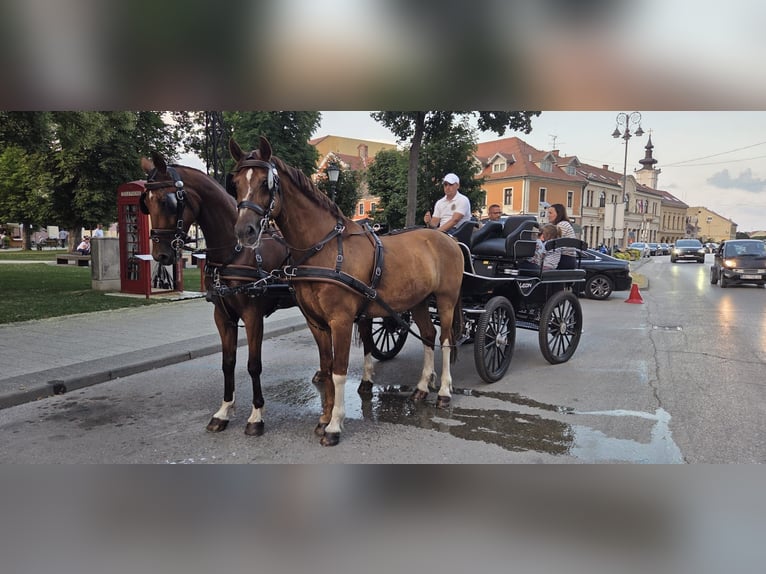 KWPN Mix Wałach 5 lat 163 cm Gniada in Vinkovci