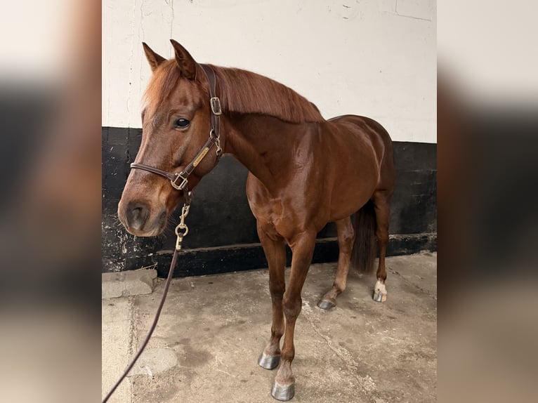 KWPN Wałach 5 lat 164 cm Ciemnokasztanowata in Kevelaer