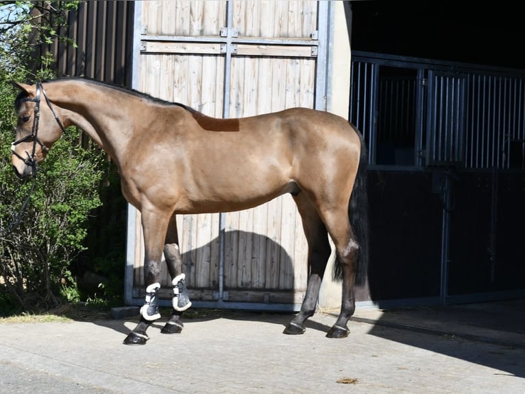 KWPN Wałach 5 lat 165 cm Gniada in Geilenkirchen