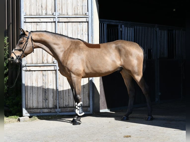 KWPN Wałach 5 lat 165 cm Gniada in Geilenkirchen