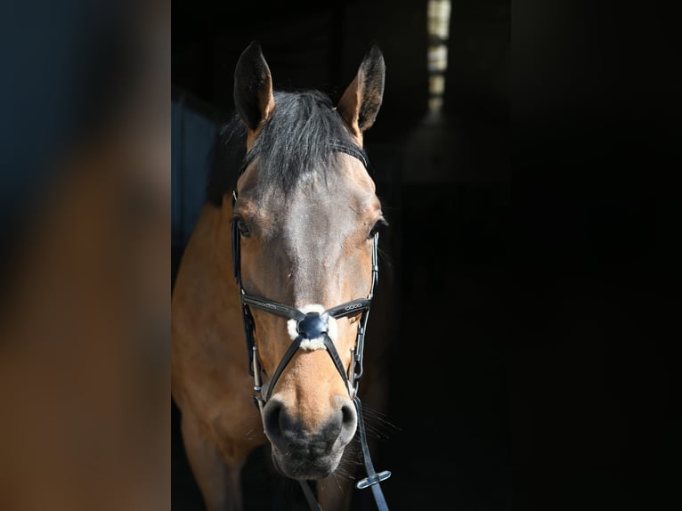 KWPN Wałach 5 lat 165 cm Gniada in Geilenkirchen