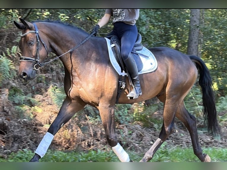 KWPN Wałach 5 lat 165 cm Gniada in Nettetal