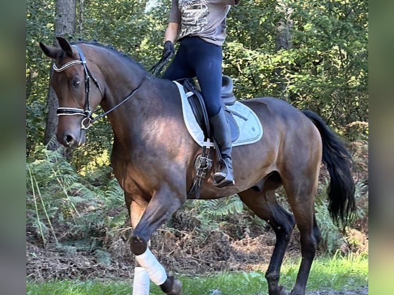 KWPN Wałach 5 lat 165 cm Gniada in Nettetal