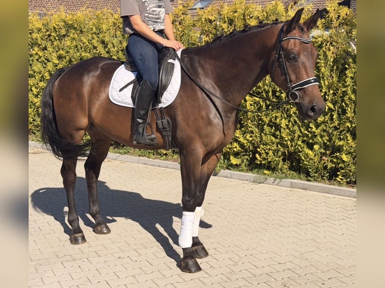 KWPN Wałach 5 lat 165 cm Gniada in Nettetal
