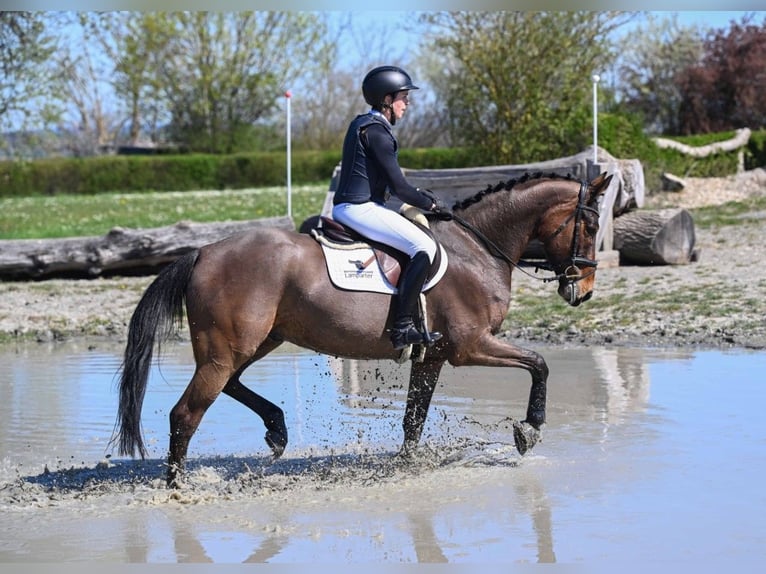 KWPN Wałach 5 lat 165 cm Gniada in Gomadingen