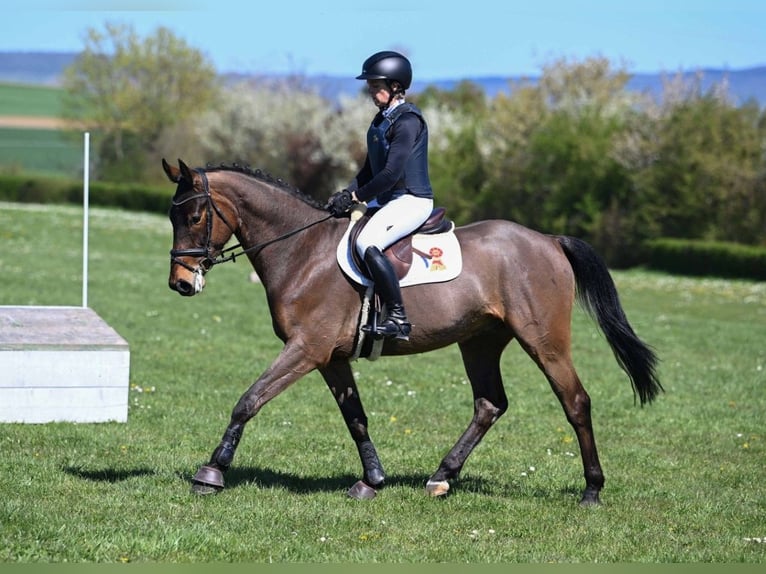 KWPN Wałach 5 lat 165 cm Gniada in Gomadingen