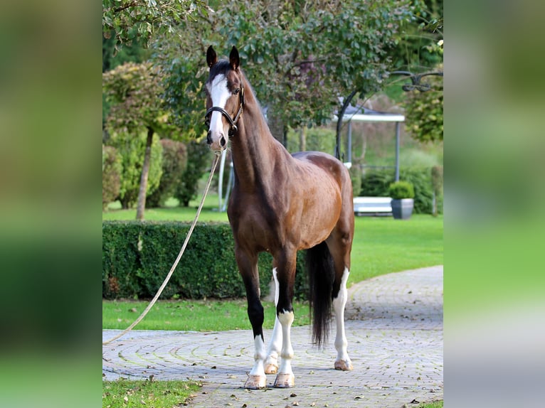 KWPN Wałach 5 lat 165 cm Gniada in Kamnik