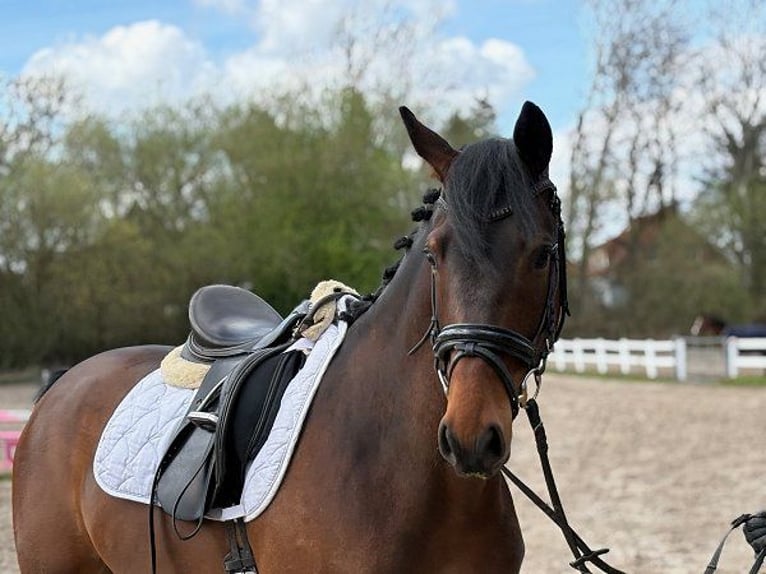 KWPN Wałach 5 lat 167 cm Ciemnogniada in Verden (Aller)